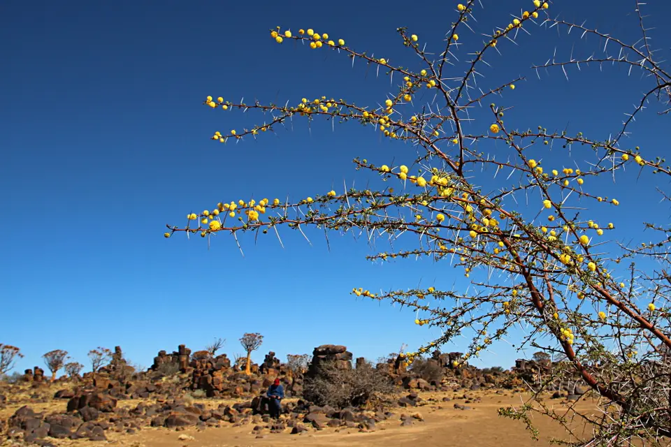 DPP_0361_Kameldornblüten.JPG