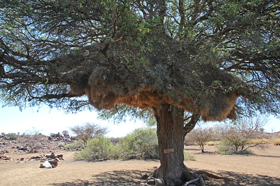 DPP_0365_Siedelwebernest.JPG