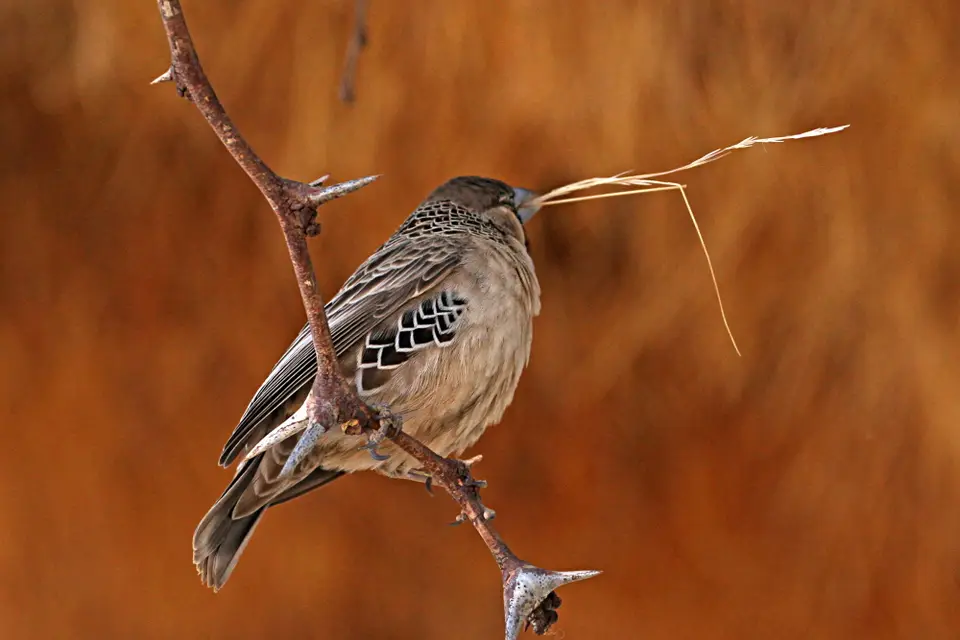 DPP_0366_Siedelweber.JPG