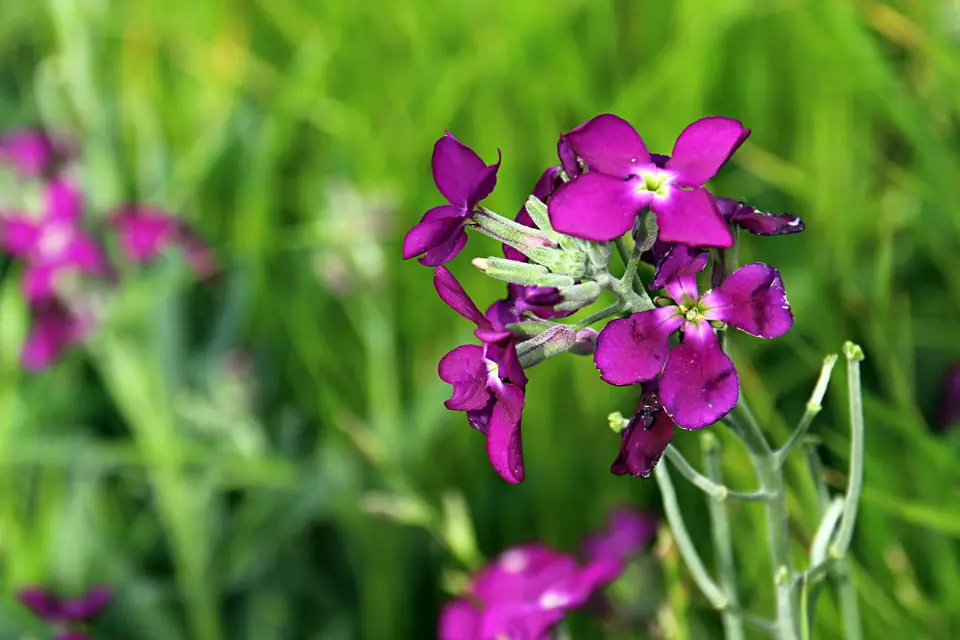 DPP_0523.JPG