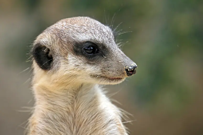 Erdmännchen.jpg