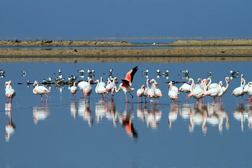 Flamingos.jpg