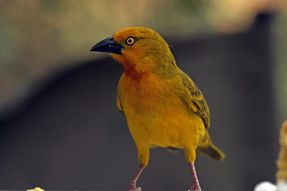 Forum6.JPG