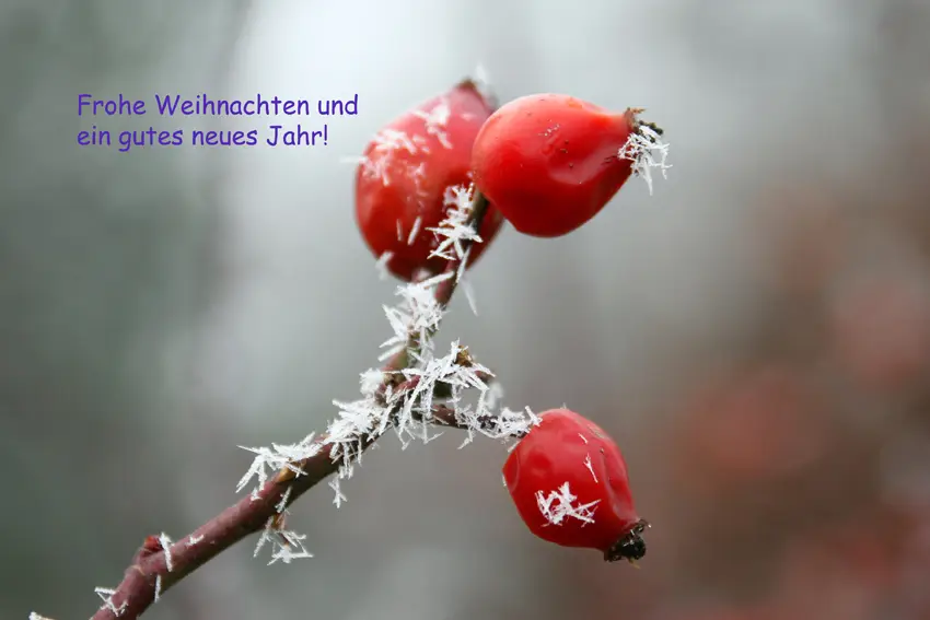 FroheWeihnachten.jpg