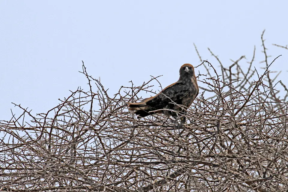 WelcherVogel1.JPG