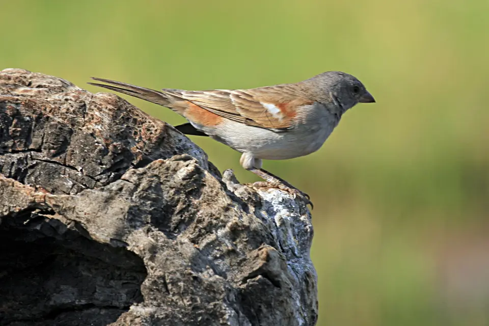 WelcherVogel3.JPG
