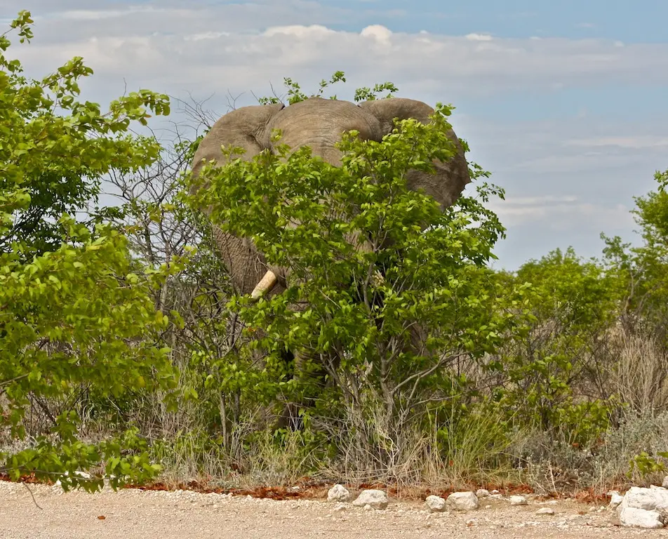 h11653cb.JPG