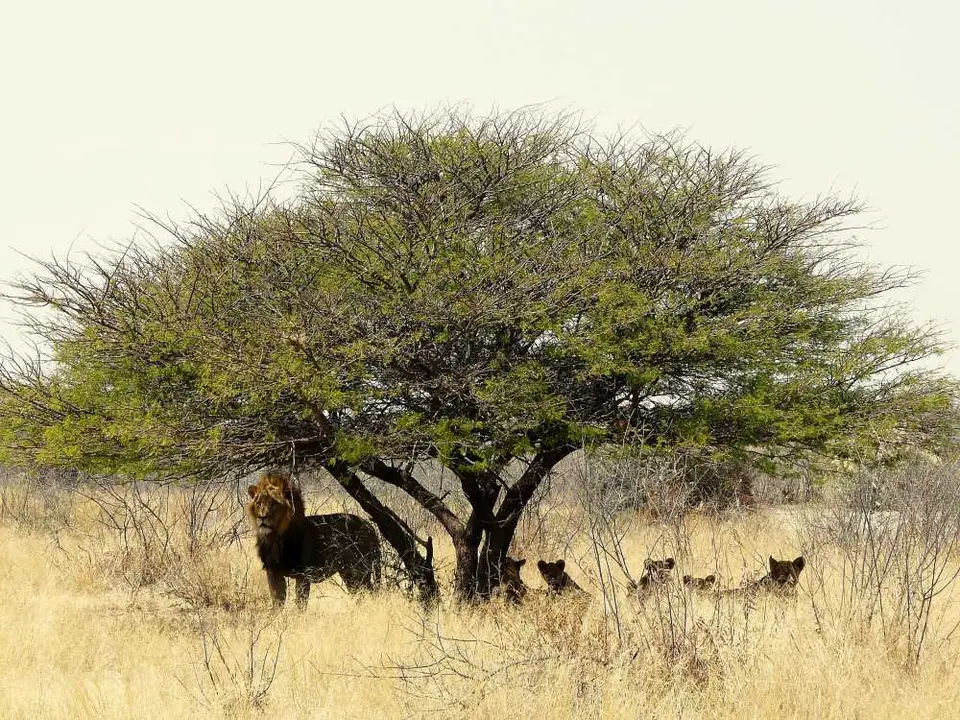 Botswana2011100.JPG