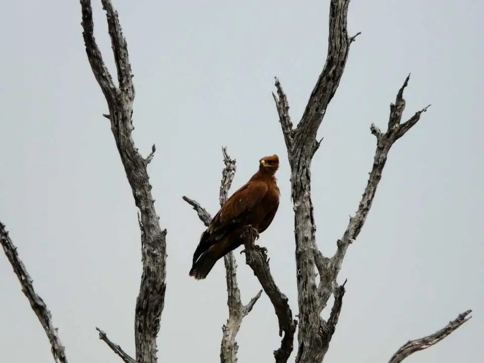 Botswana20111477.JPG
