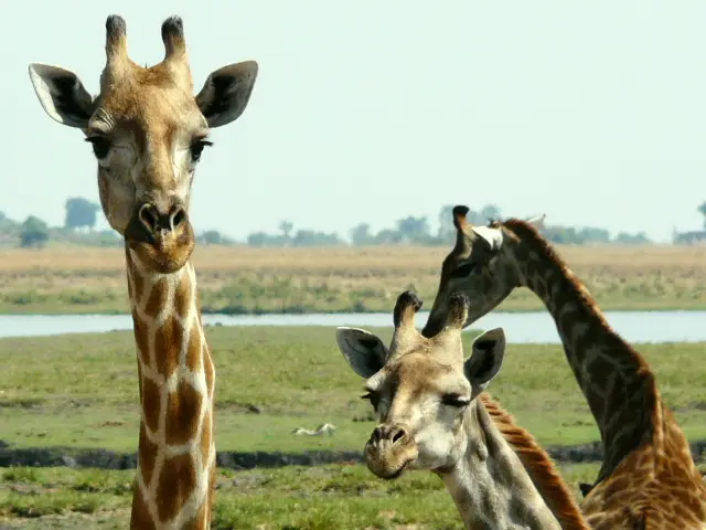 Botswana20112234.JPG