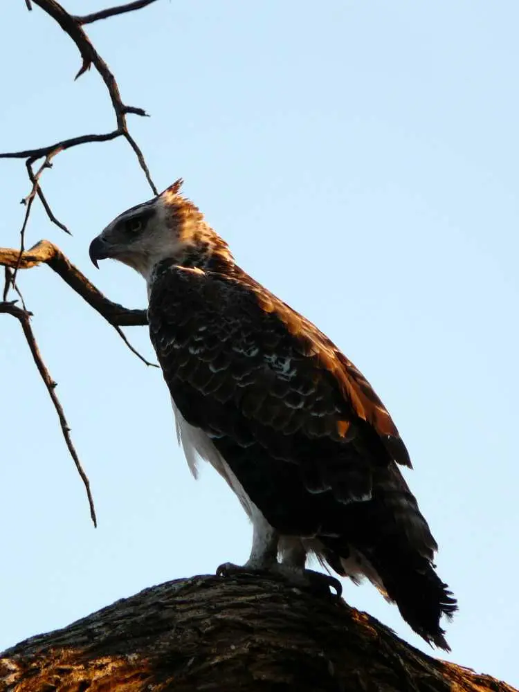 Botswana20112751.JPG