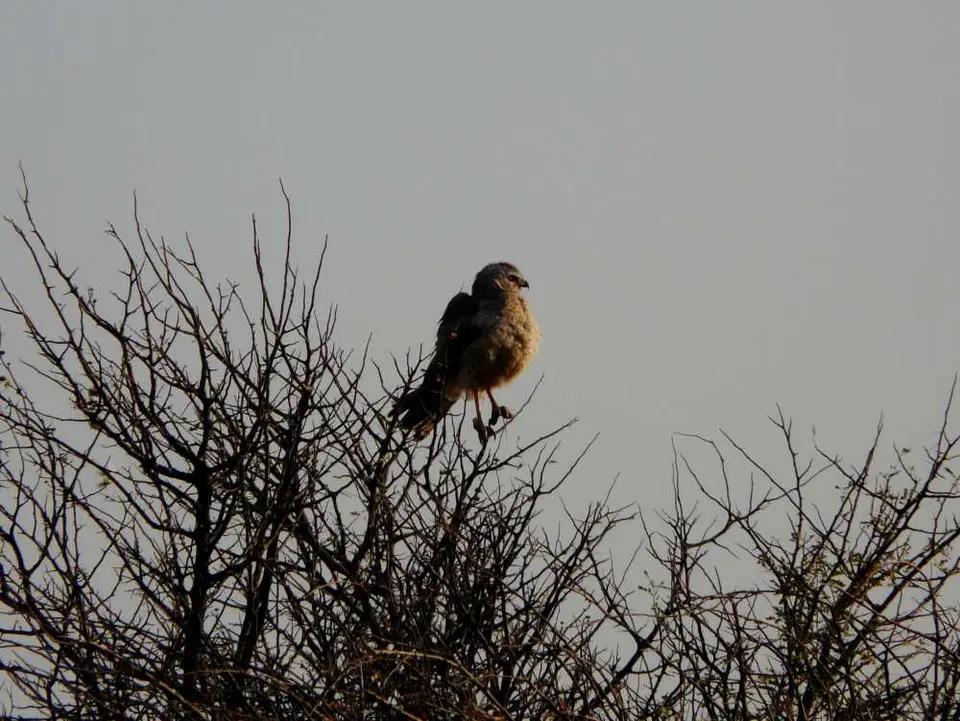 Botswana2011284.JPG