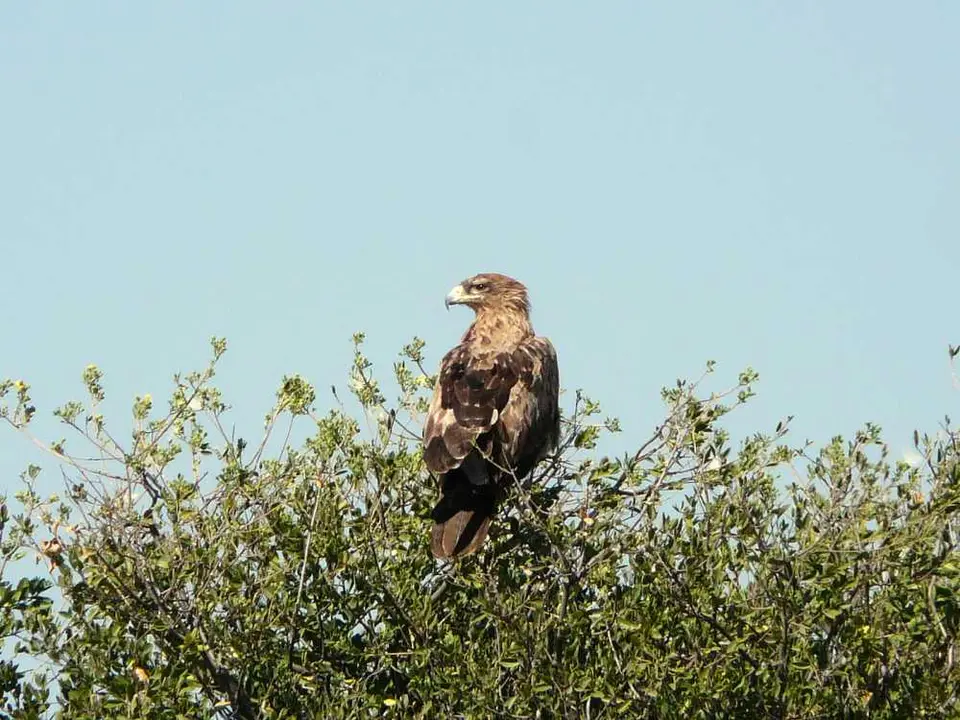 Botswana2011334.JPG