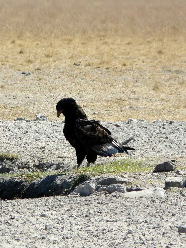 Botswana2011342.JPG