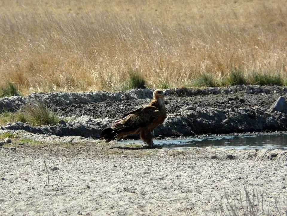 Botswana2011403.JPG