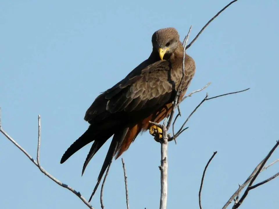 Botswana2011926.JPG