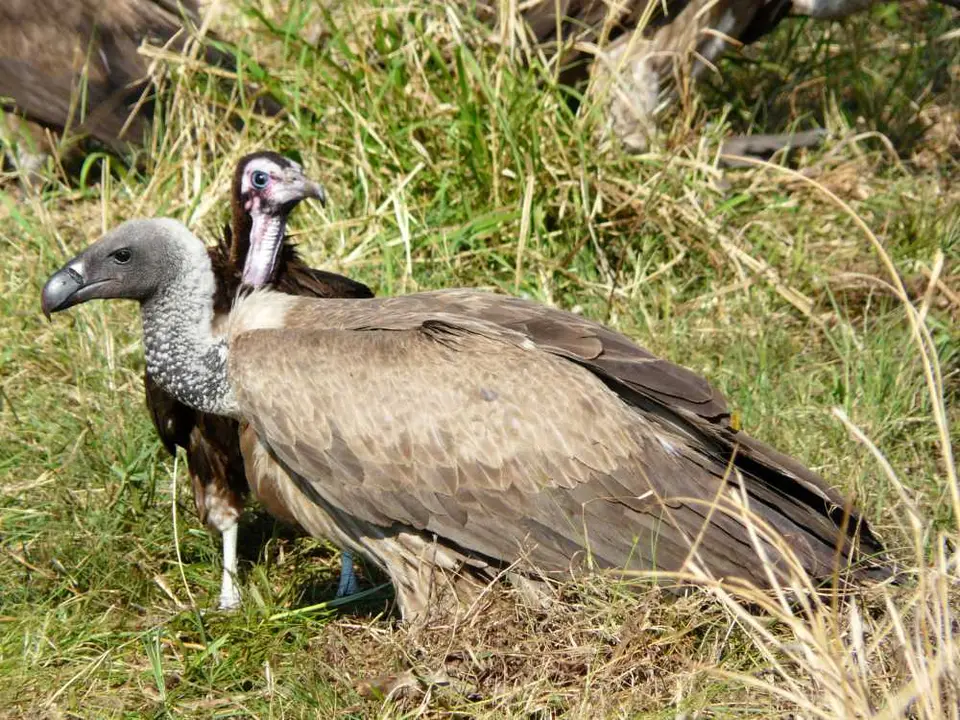 Botswana2011944.JPG
