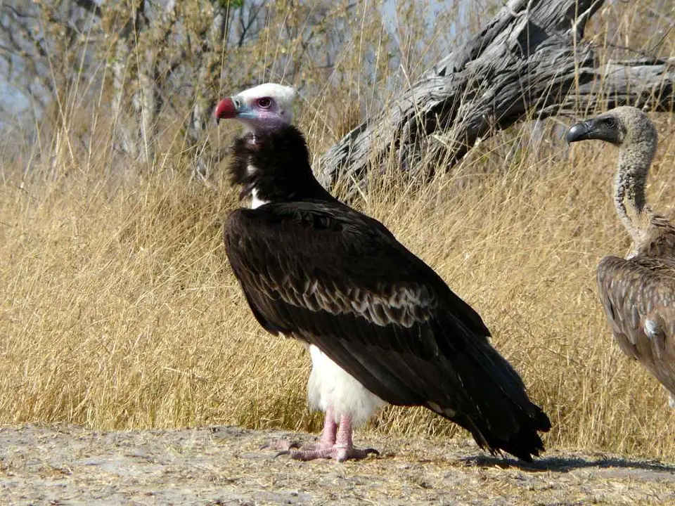 Botswana2011951.JPG