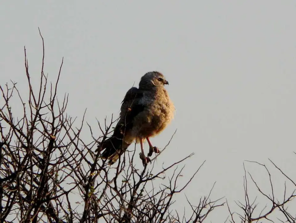 Botswana2011Anfrage1.jpg
