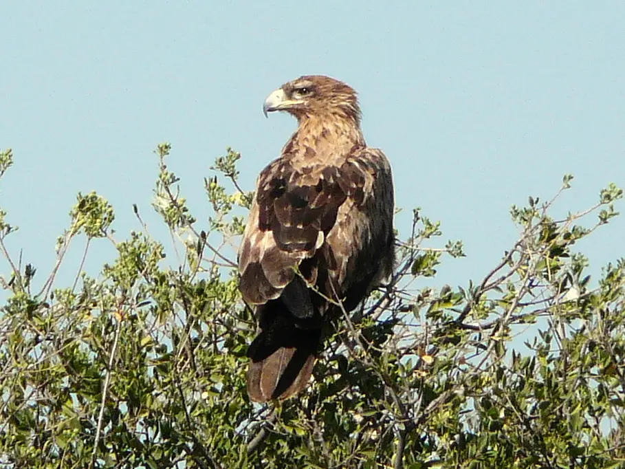 Botswana2011Anfrage2.jpg