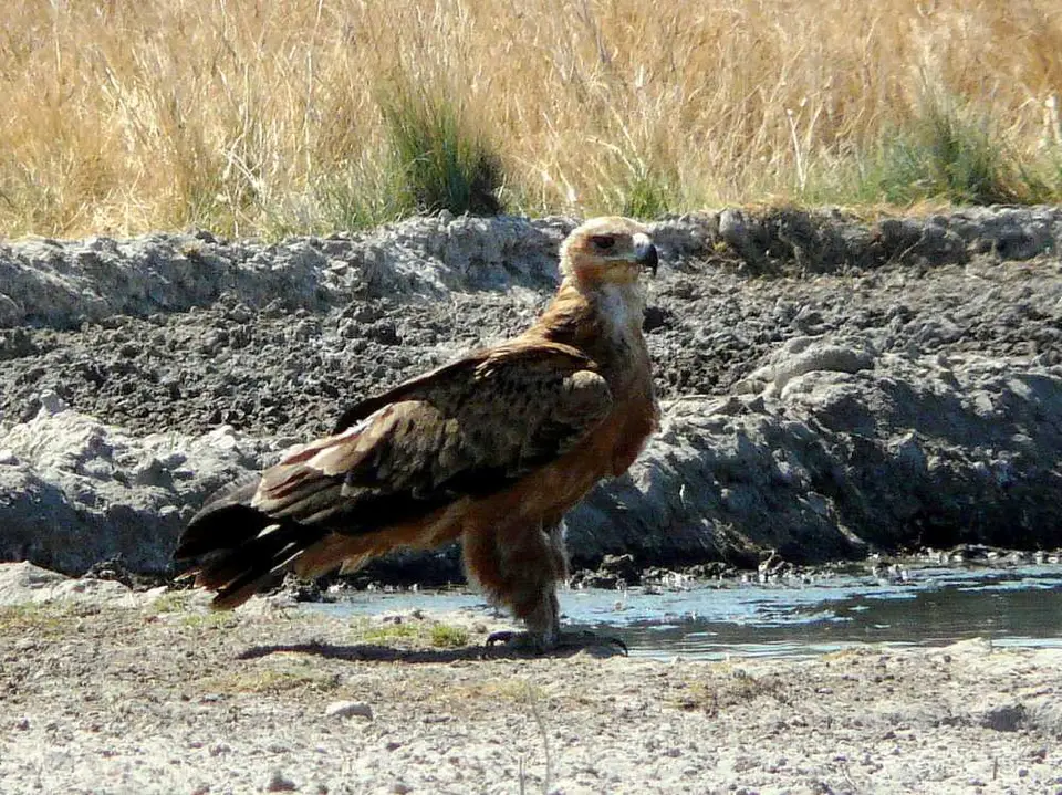 Botswana2011Anfrage3.jpg