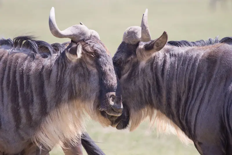 Gnu01.jpg