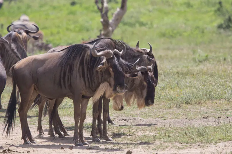 Gnu03.jpg