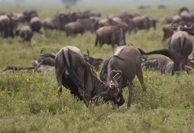 Gnu05.jpg