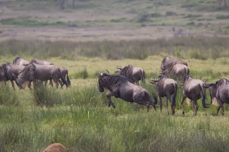 Gnu06.jpg