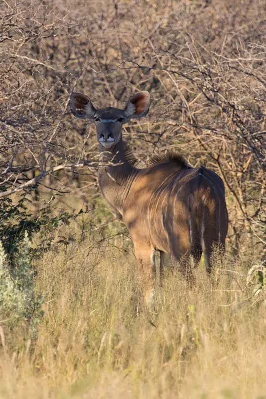Namibia12-005.jpg