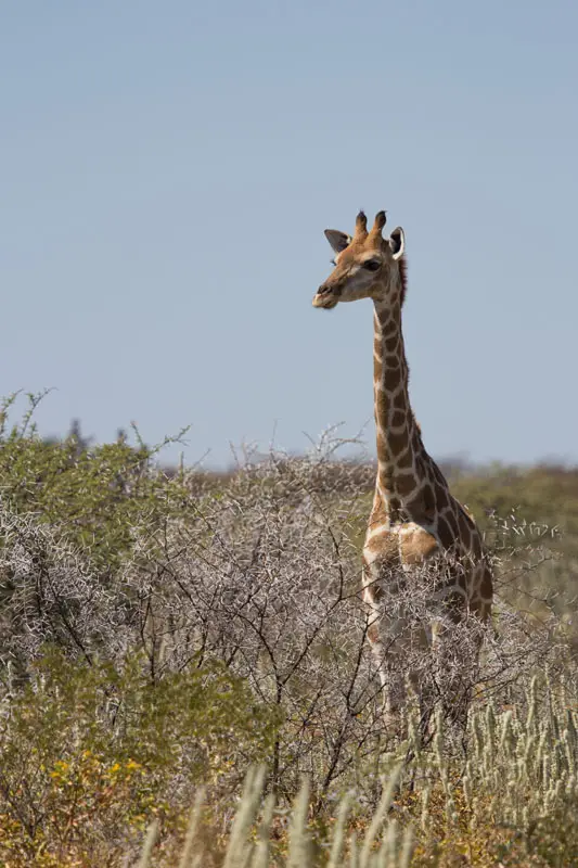 Namibia12-008.jpg