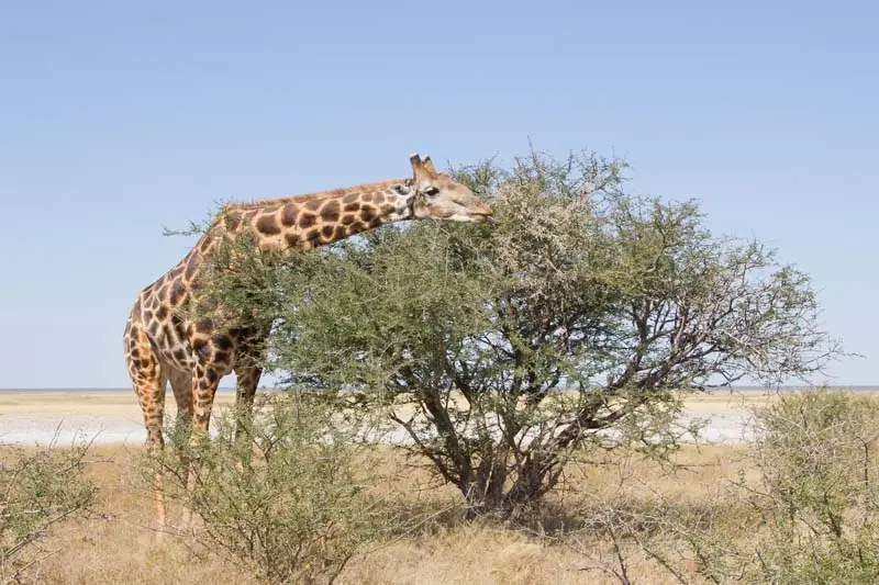 Namibia12-010.jpg