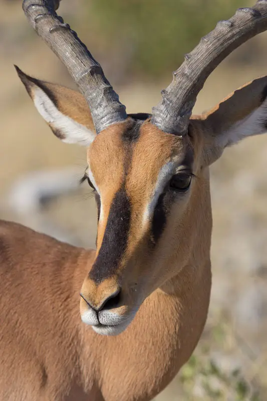 Namibia12-034.jpg
