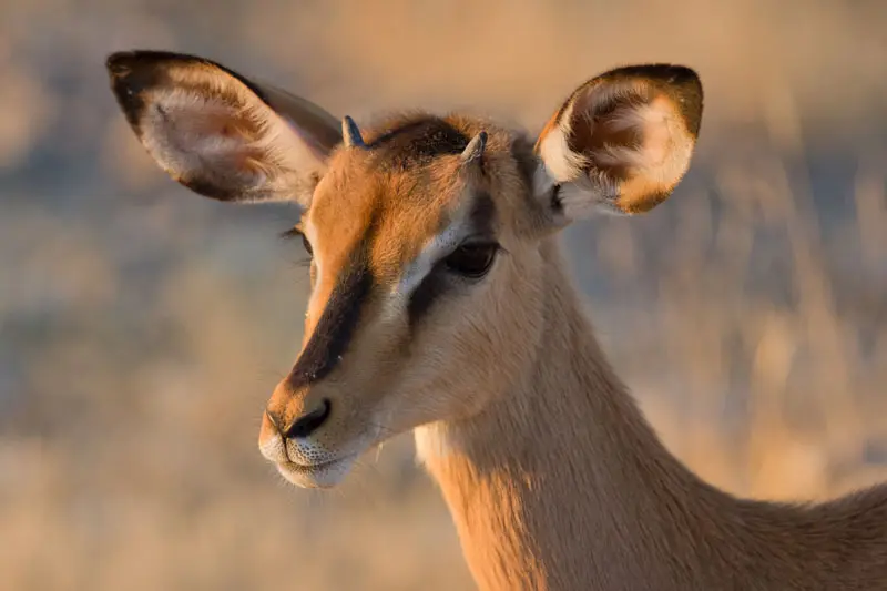 Namibia12-041.jpg