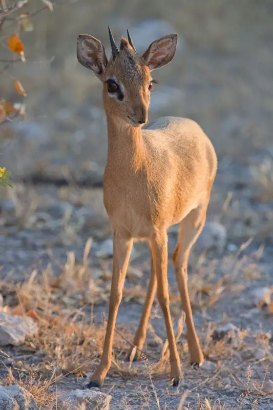 Namibia12-042.jpg
