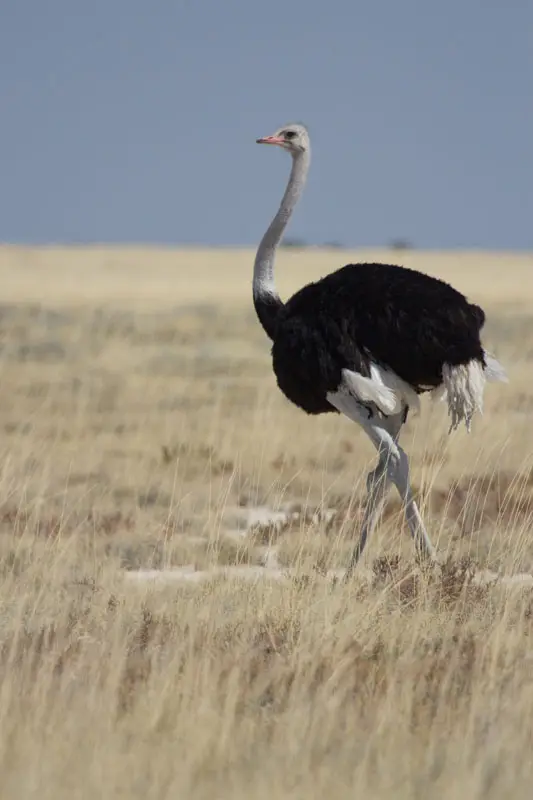 Namibia12-055.jpg