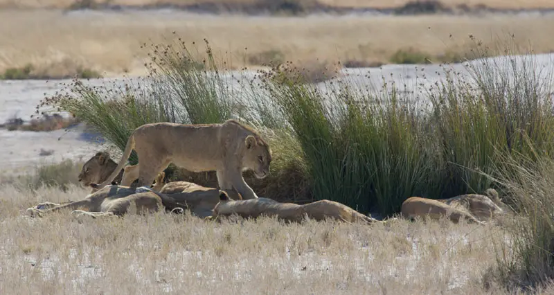 Namibia12-058.jpg