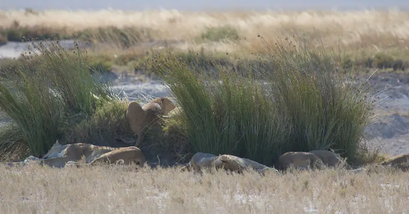 Namibia12-062.jpg