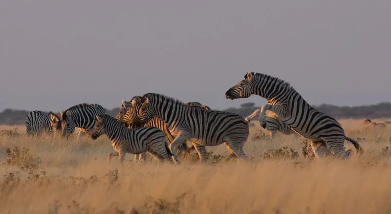 Namibia12-072.jpg