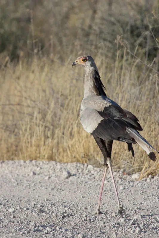 Namibia12-077.jpg