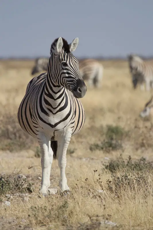 Namibia12-079.jpg