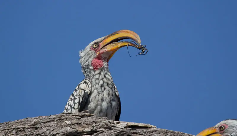 Namibia12-089.jpg