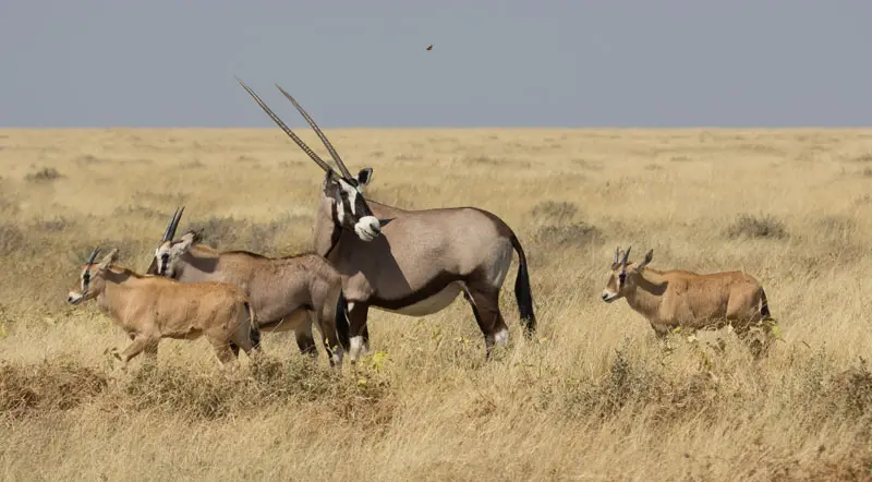 Namibia12-121.jpg