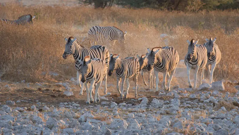 Namibia12-126.jpg