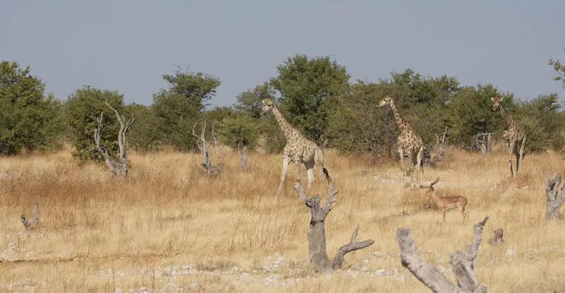 Namibia12-2_2012-07-06.jpg