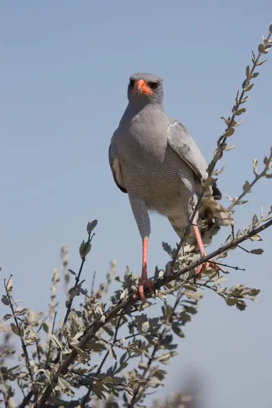 Namibia12-9.jpg