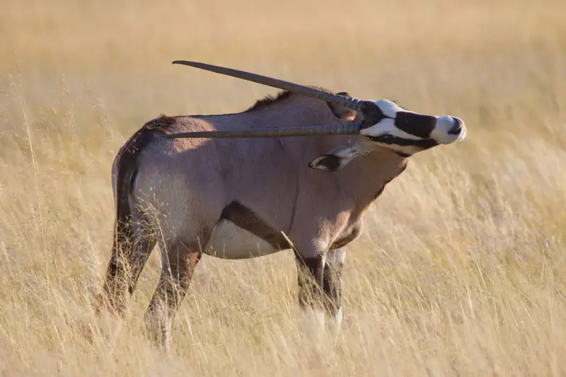 Namibia12-a.jpg