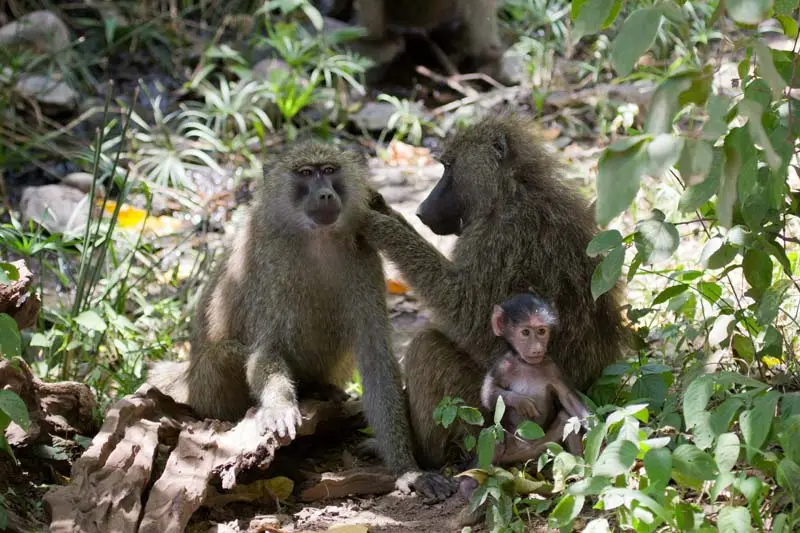 Tag202.jpg