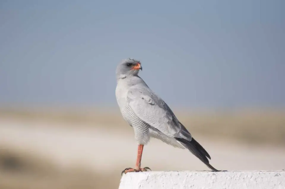DSC_0015.jpg
