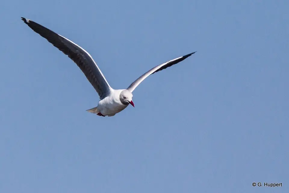 h2c68069.jpg